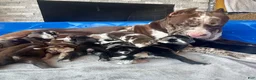 Cane Corso dogs for sale: Sentinel & Soul Louis XIII: North American Mastiff-Black Merle  - Ad 6