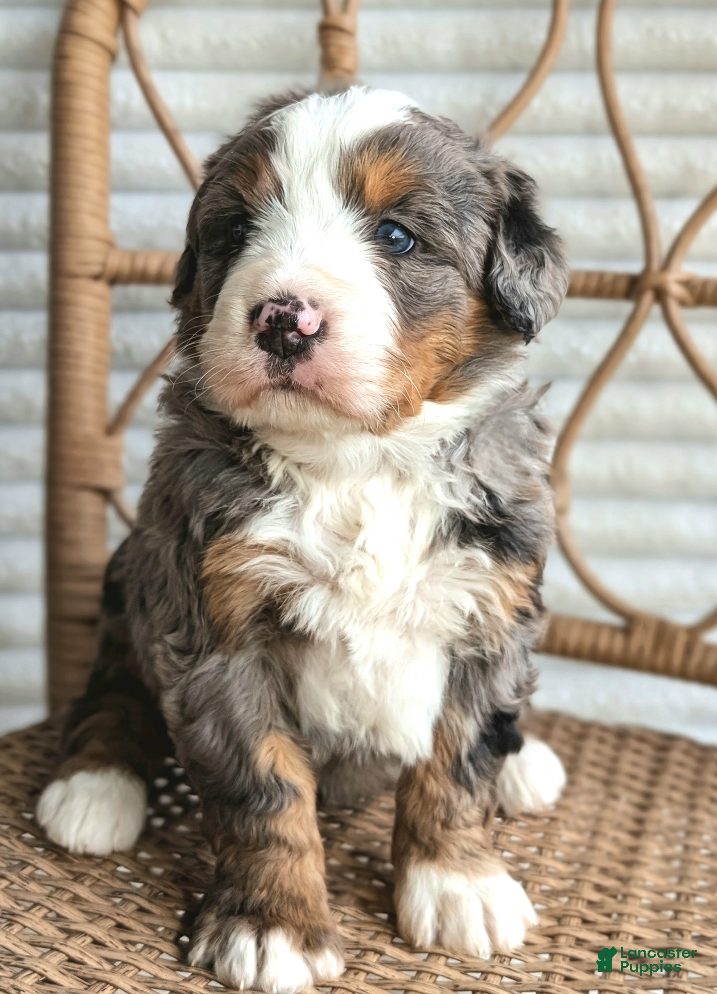 Bernedoodle dogs for sale: Skylar  - Ad 4