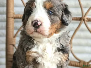 Bernedoodle dogs for sale: Skylar - Ad 4