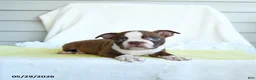 Boston Terrier dogs for sale: Nate - Ad 3