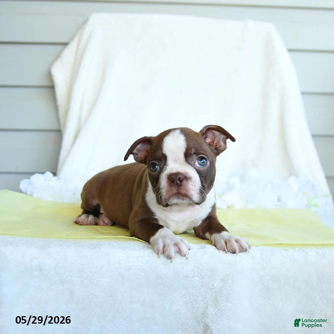 Boston Terrier dogs for sale: Nate - Ad 3