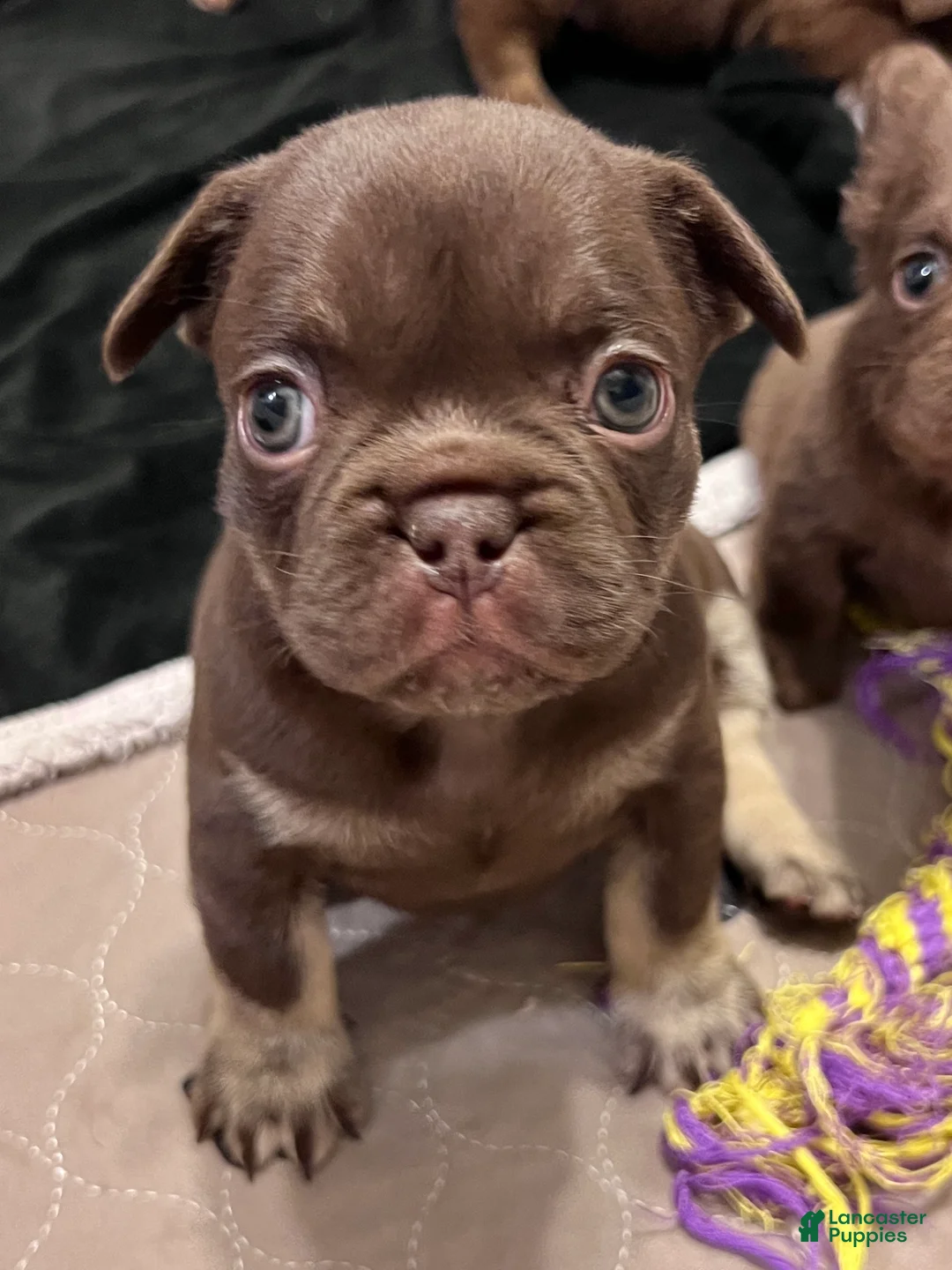 French Bulldog dogs for sale: Mocha - Ad 5