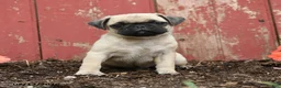 Pug dogs for sale: Koda - Ad 3