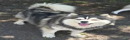Pomsky dogs for sale: Merle boy - Ad 17