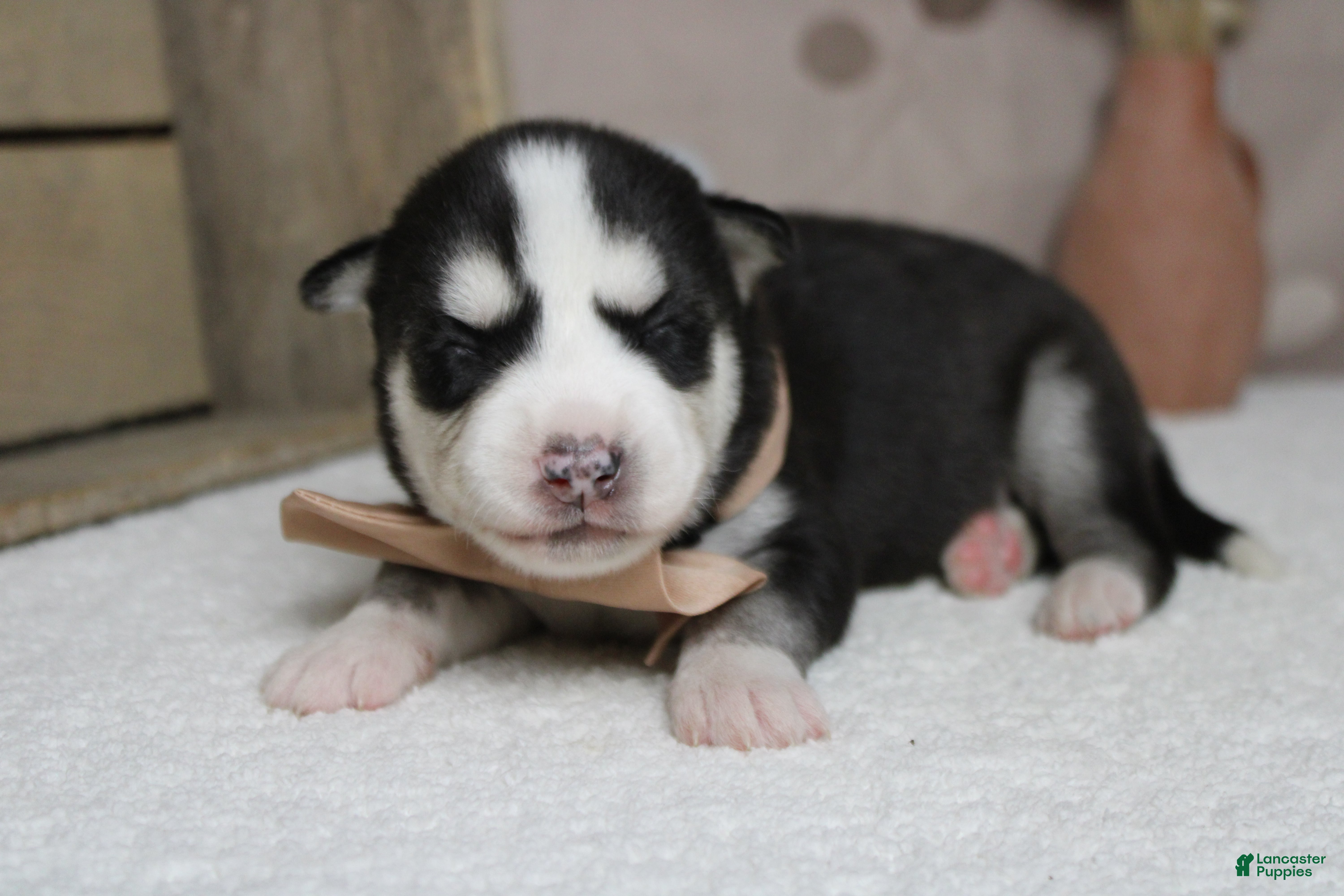 Siberian Husky dogs Atlas - Ad 5