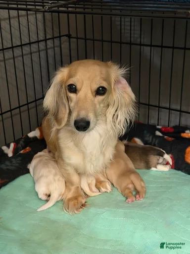 Gallery Image {{count}}