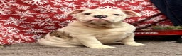 English Bulldog dogs for sale: Nadia - Ad 3