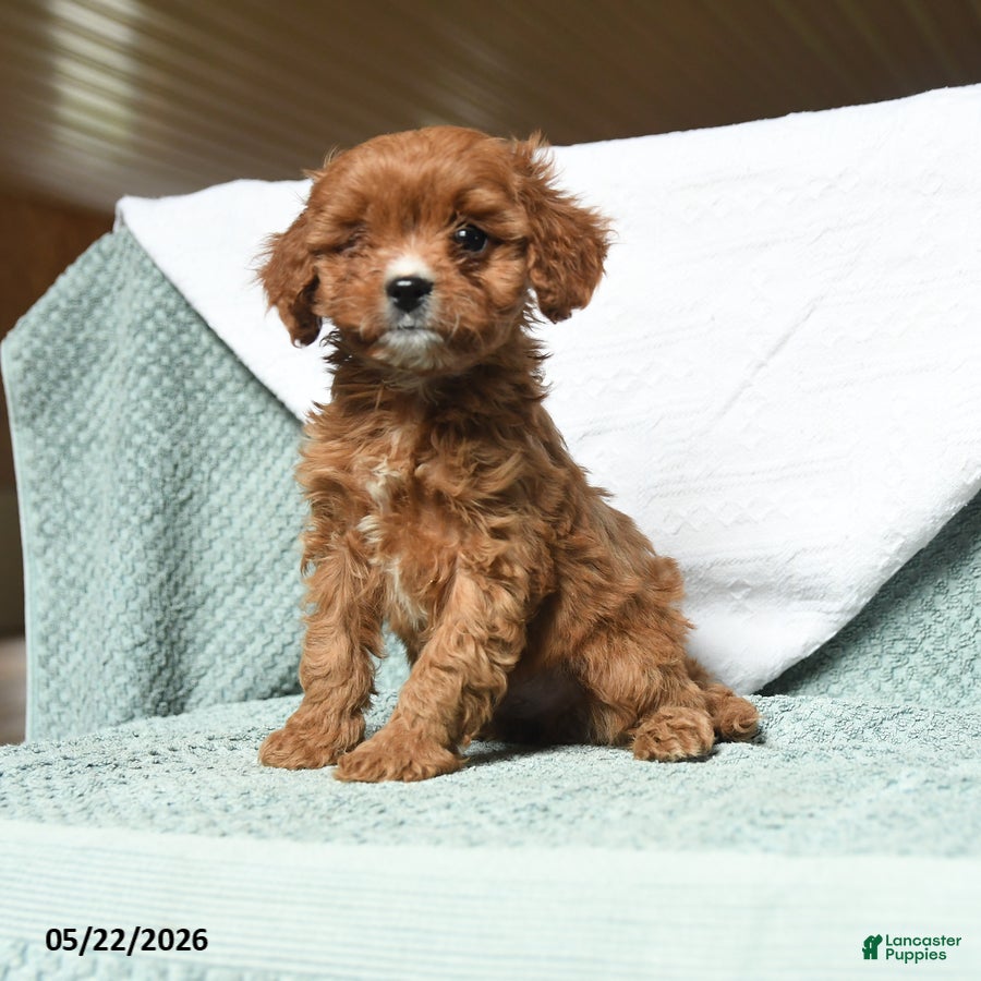 Cavapoo dogs for sale: Baldric - Ad 1