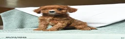Cavapoo dogs for sale: Baldric - Ad 1