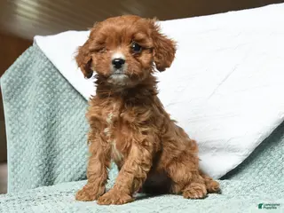 Cavapoo dogs for sale: Baldric - Ad 1