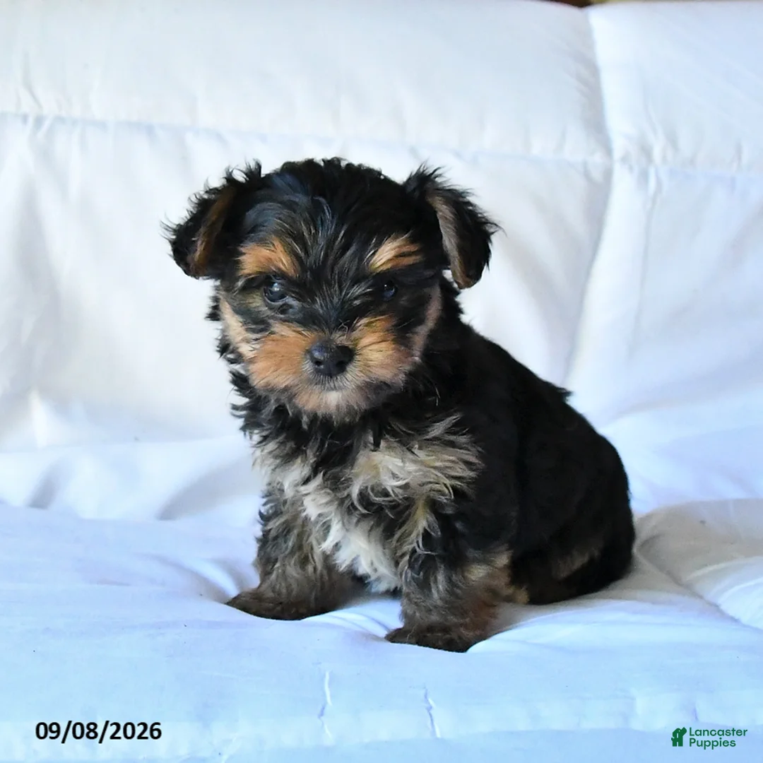 Yorkshire Terrier dogs for sale: Bear - Ad 1