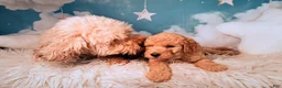 Mixed Breed dogs for sale: Maynard💙Petite Golden Sheltidoodle  - Ad 6