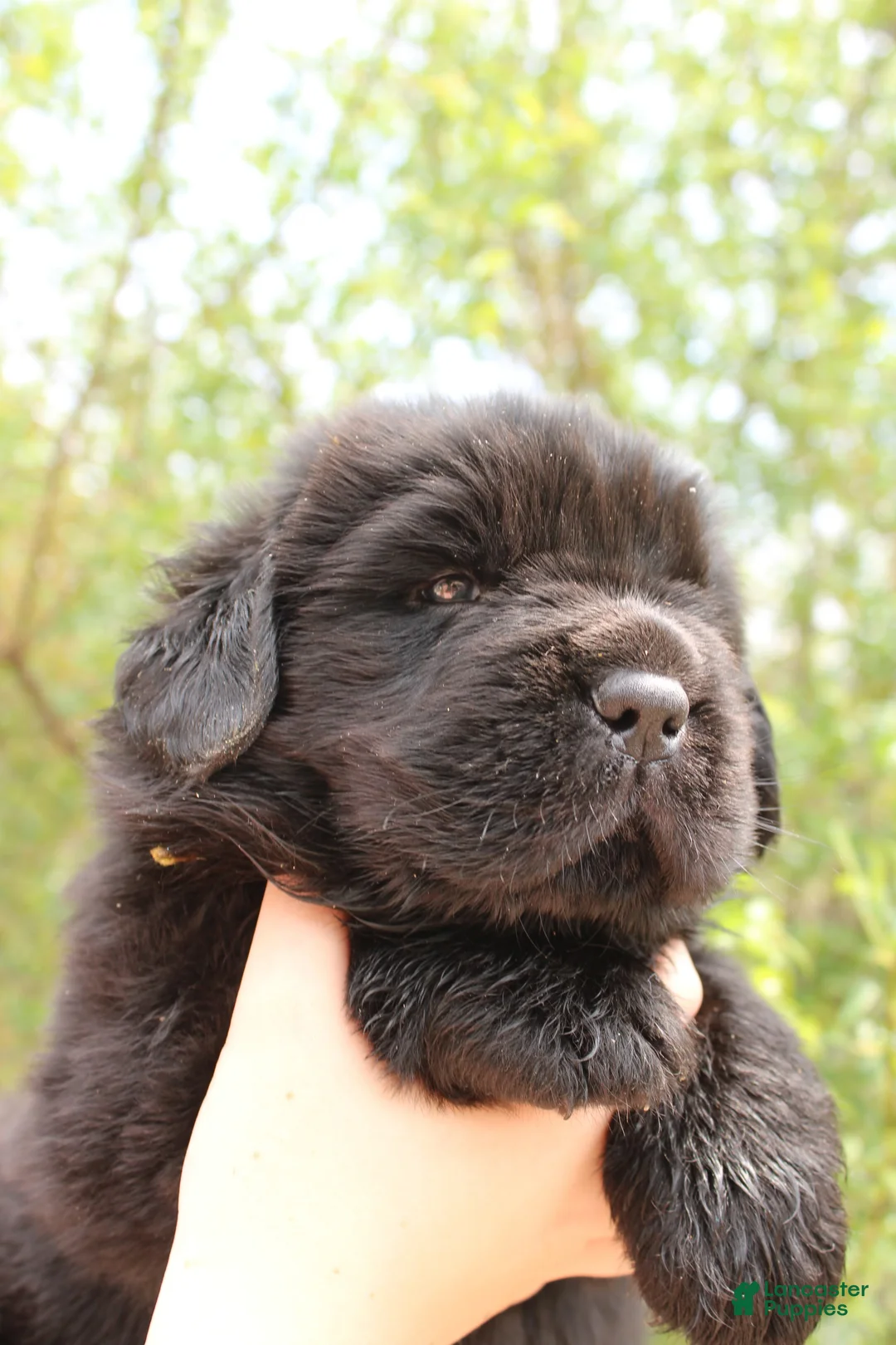 Newfoundland dogs for sale: BumbleBee - Ad 2