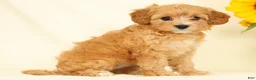 Cavapoo dogs for sale: Mandy - Ad 5