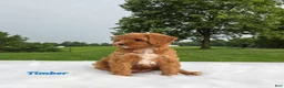 Cavapoo dogs for sale: timber - Ad 3