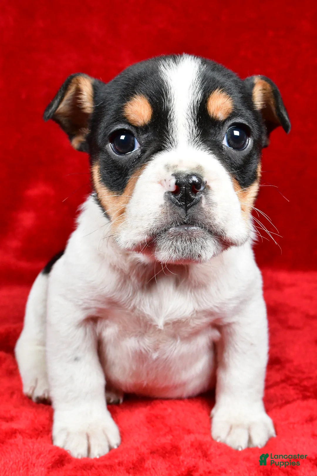 Beabull dogs for sale: Roxy - Ad 1