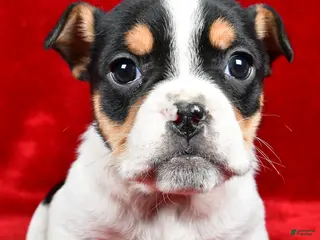 Mixed Breed dogs Roxy - Ad 6