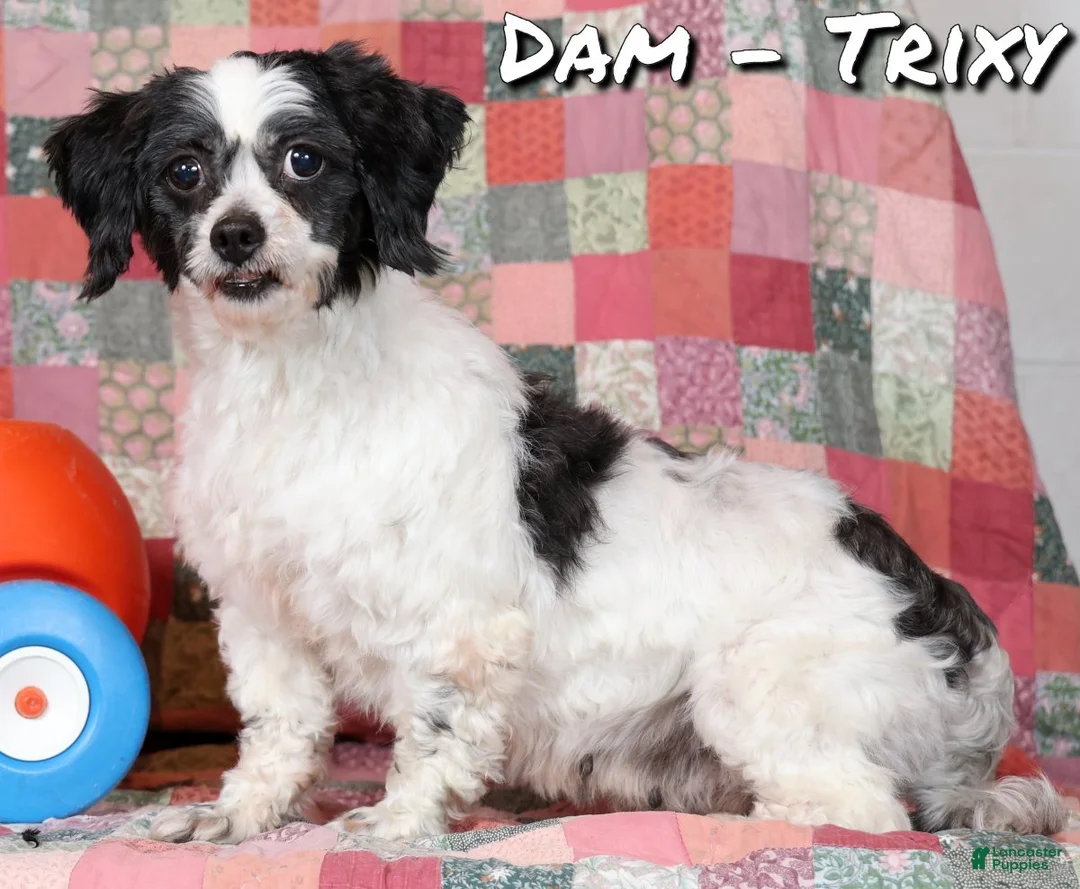 Mixed Breed dogs for sale: Mixed Breed litter of 3 puppies - Ad 24