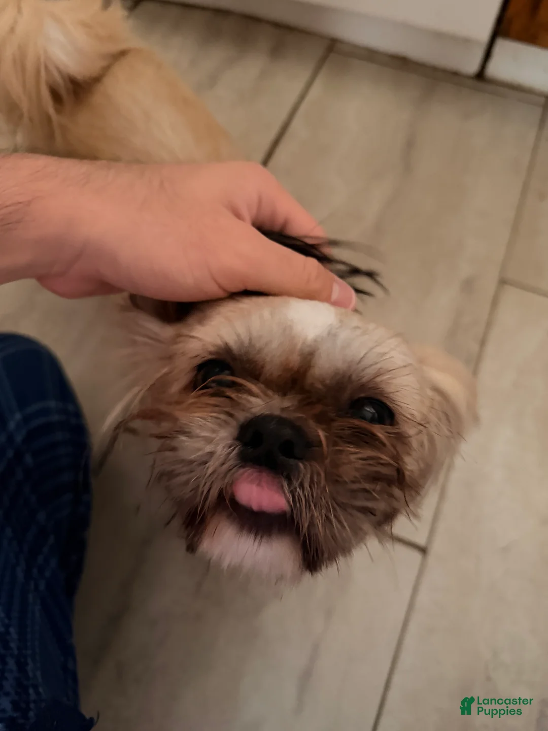 Shih Tzu dogs for sale: Josefa - Ad 1