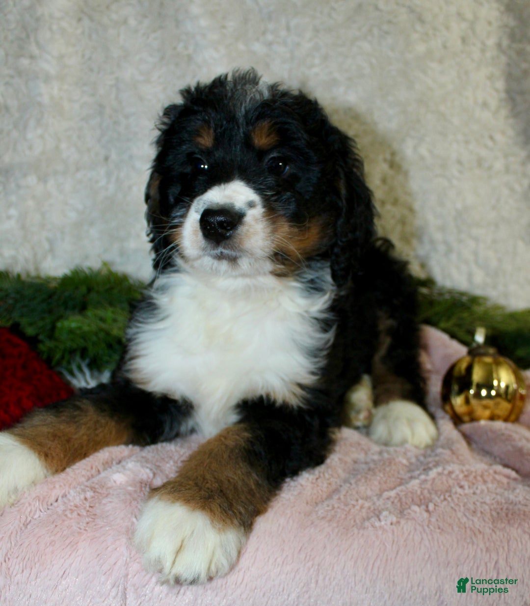 Bernedoodle dogs for sale: Rosie - Ad 6