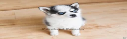 Pomsky dogs for sale: Lulu Micro Pomsky - Ad 4