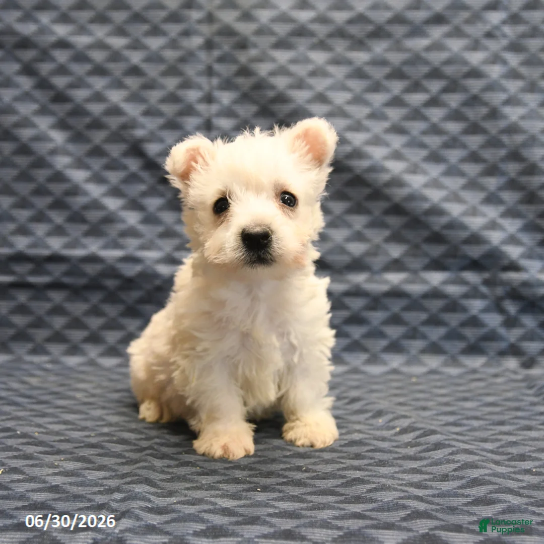 West Highland Terrier dogs for sale: Ginger - Ad 1