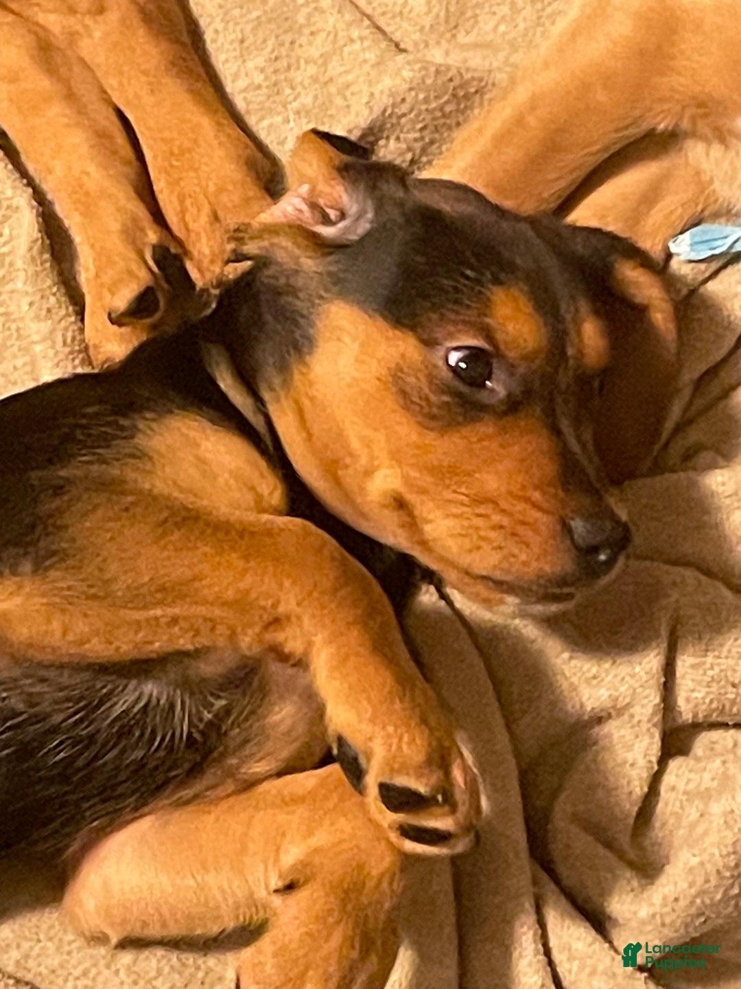 Mixed Breed dogs for sale: Holly  - Ad 5