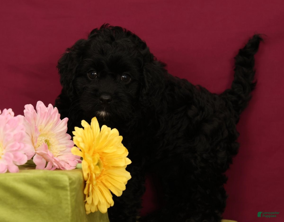 Cavapoo dogs Sadie - Ad 1
