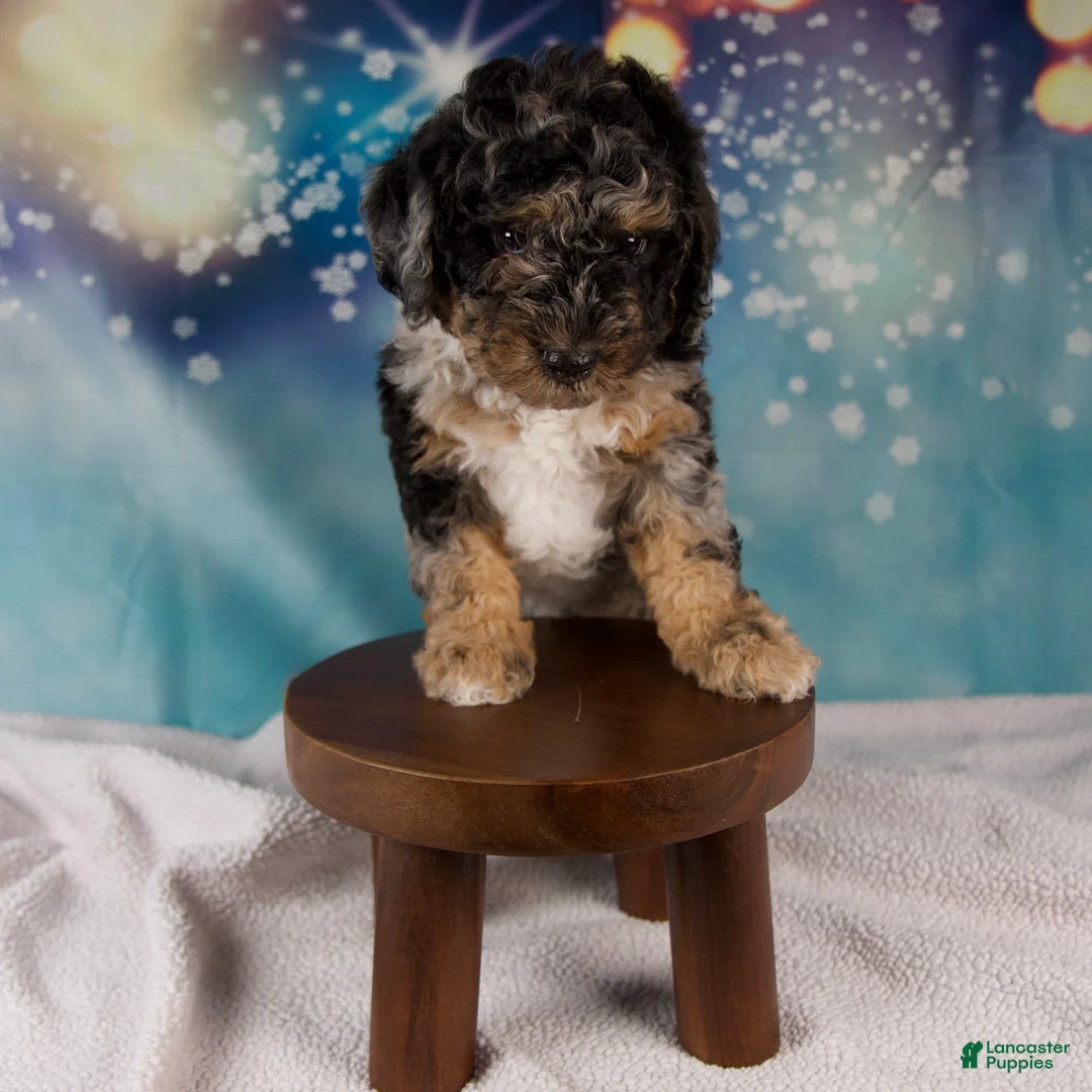 Mini Bernedoodle dogs for sale: Carson - Ad 7