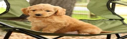 Mini Goldendoodle dogs for sale: Maizey - Ad 9