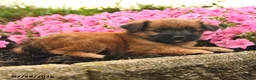 Mixed Breed dogs for sale: Gracie - Ad 2