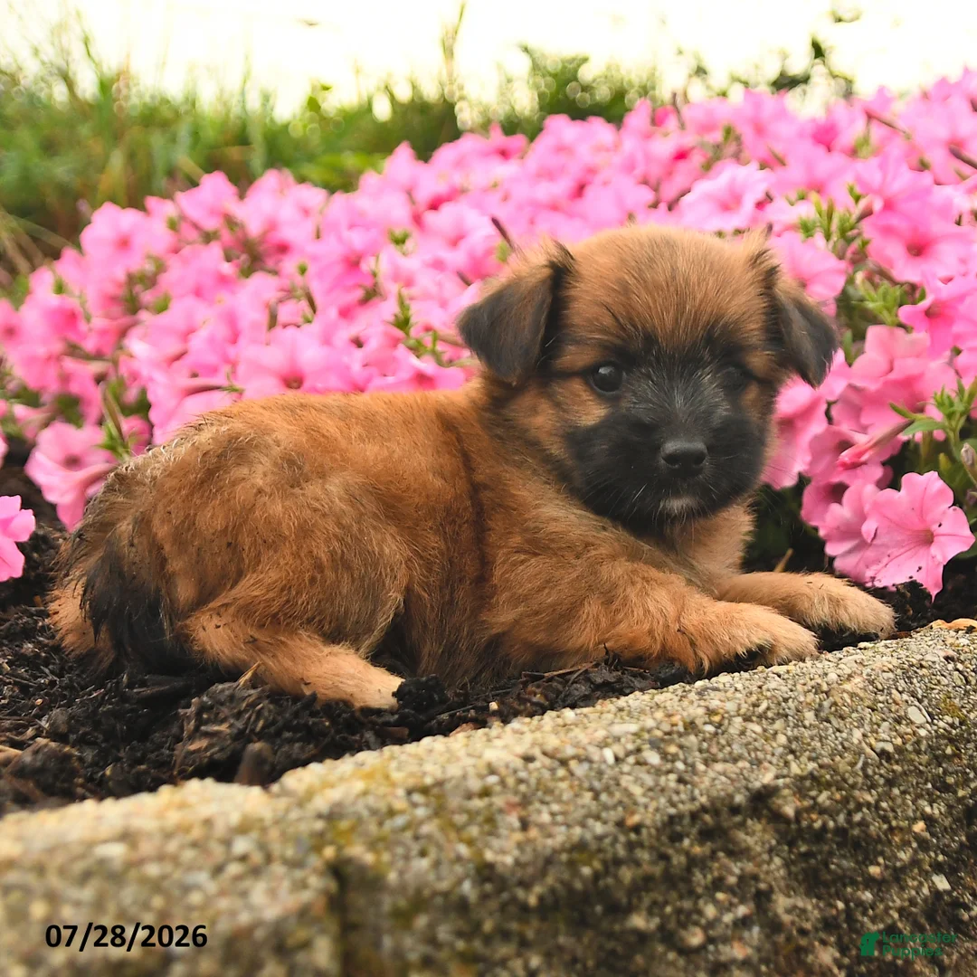 Mixed Breed dogs for sale: Gracie - Ad 2