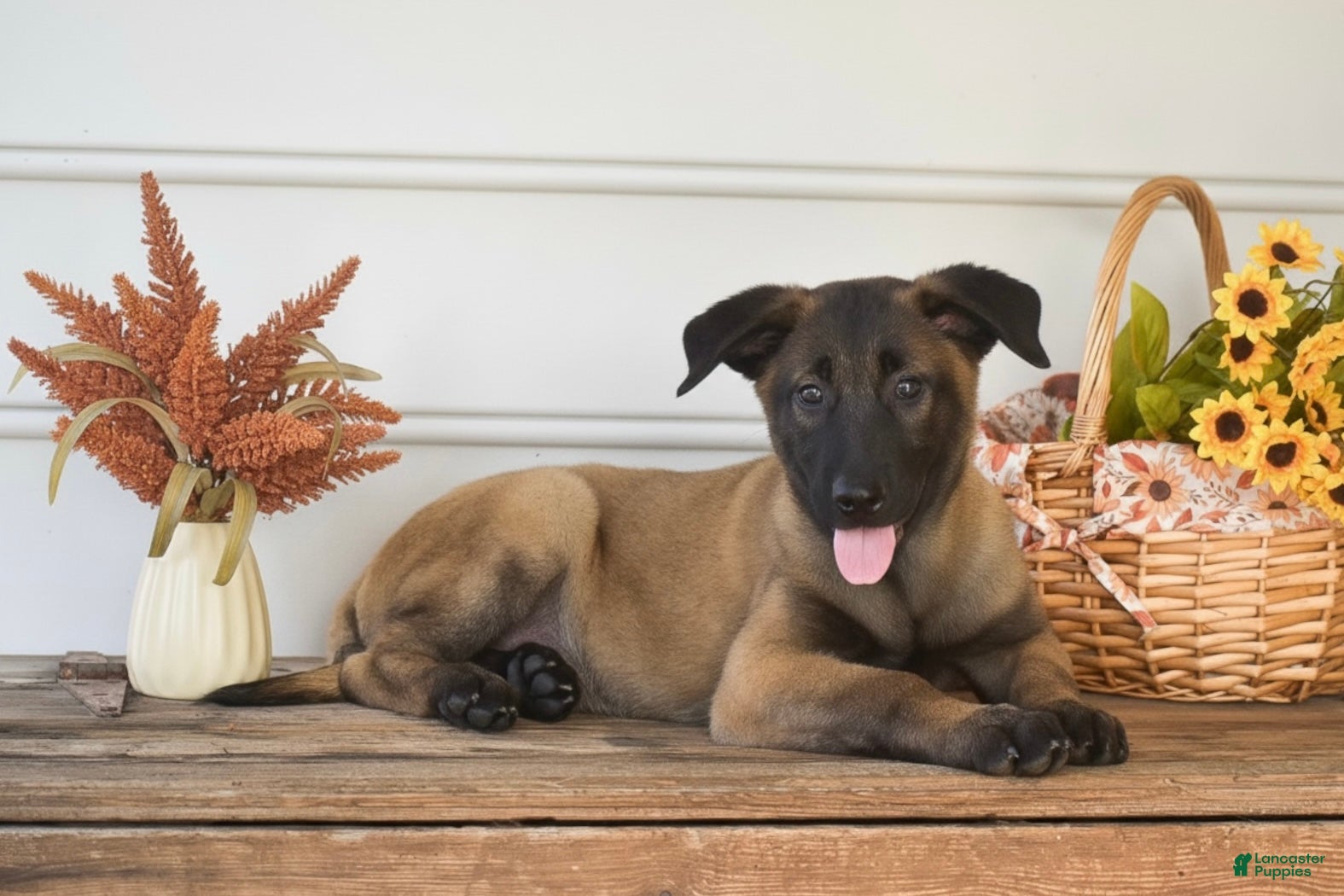 Belgian Malinois dogs Danny - Ad 2