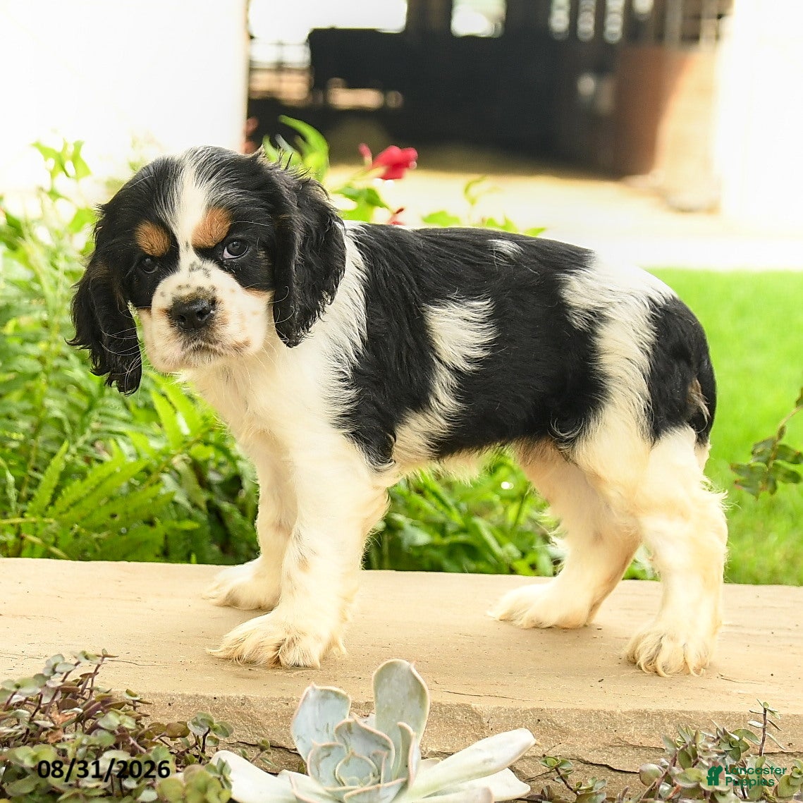 English Cocker Spaniel dogs for sale: Lana - Ad 1