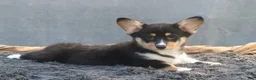 Welsh Corgi Pembroke dogs for sale: Lightning - Ad 3