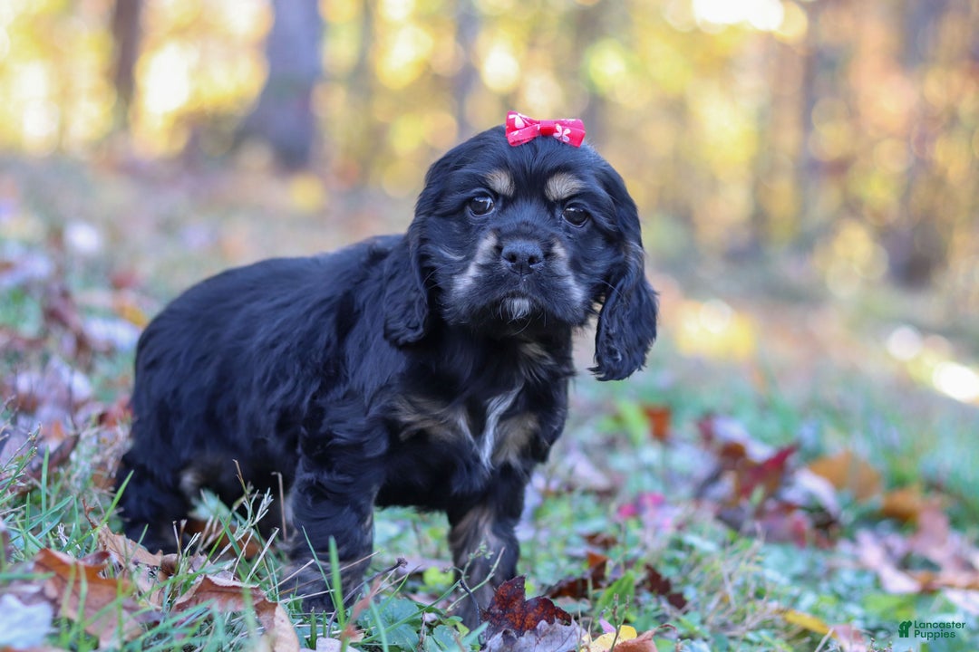 Cocker Spaniel dogs for sale: Willa - Ad 8