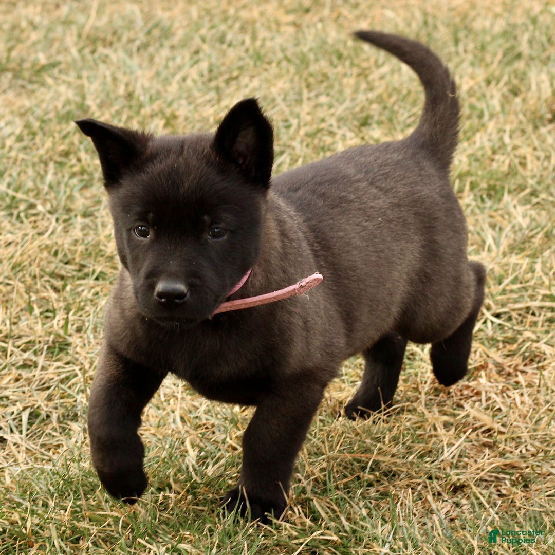 Belgian Malinois dogs for sale: Alyssa  - Ad 1