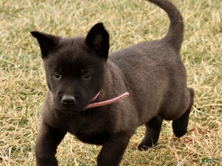 Belgian Malinois dogs Alyssa - Ad 13