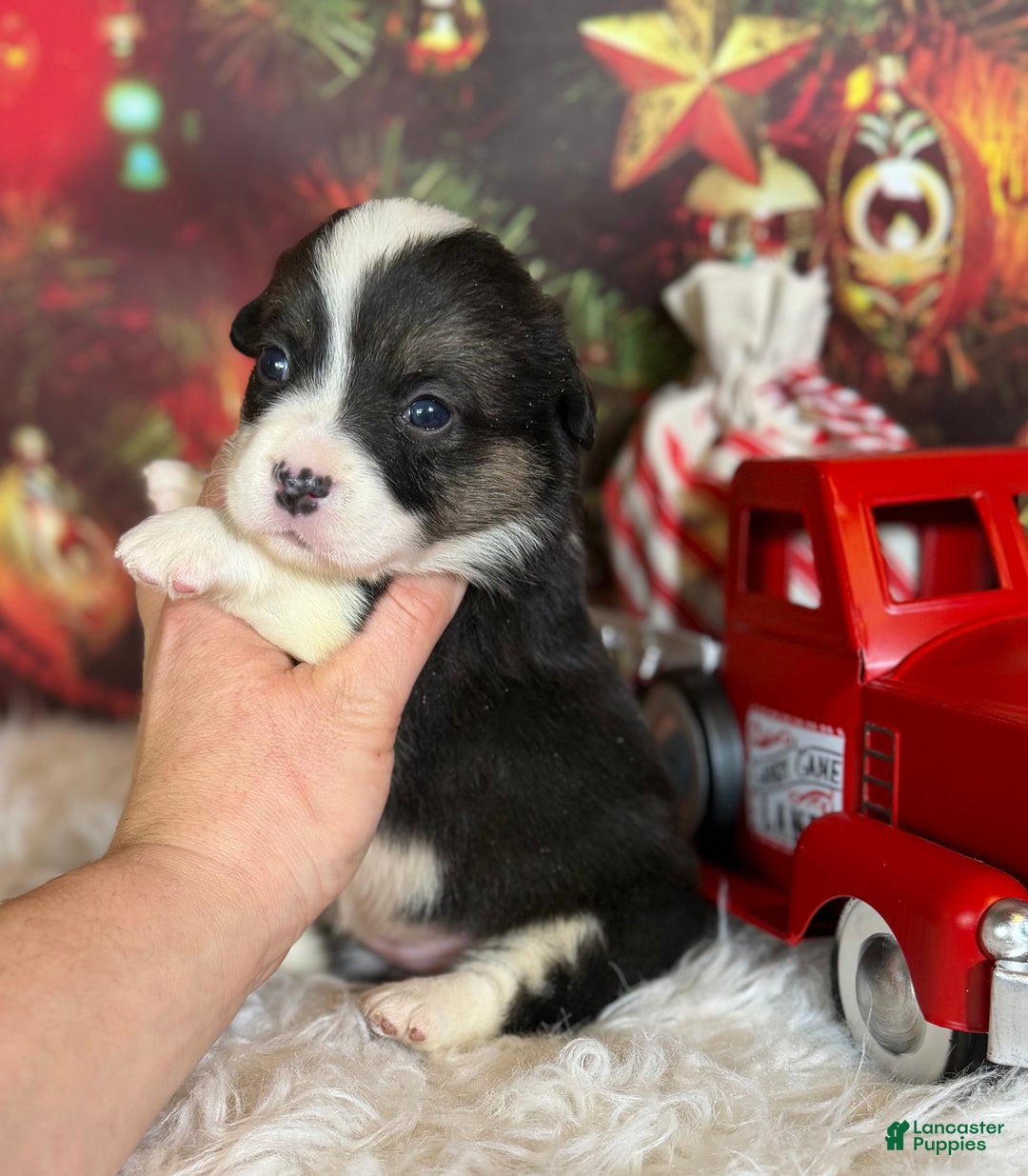 Welsh Corgi Pembroke dogs for sale: Aca twinkle DNA clear full tail fluffy/ Bluie carrier  - Ad 6