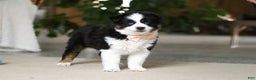 Miniature Australian Shepherd dogs for sale: Trixie - Ad 7