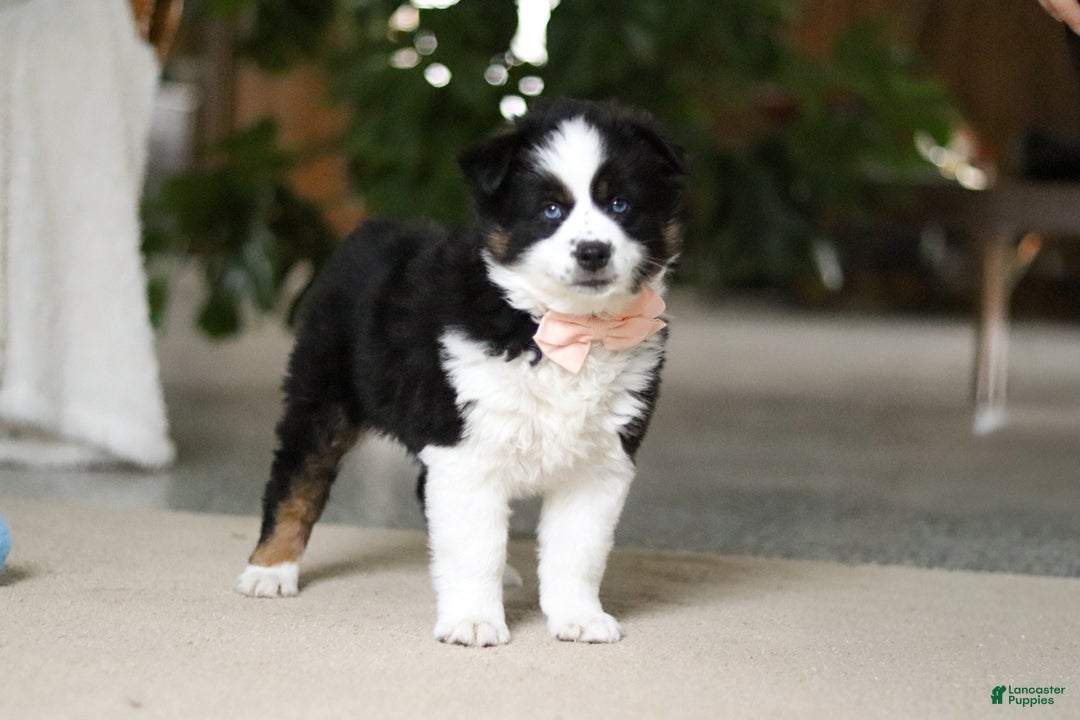 Miniature Australian Shepherd dogs for sale: Trixie - Ad 7