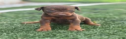 Doberman Pinscher dogs for sale: Zoe - Ad 4