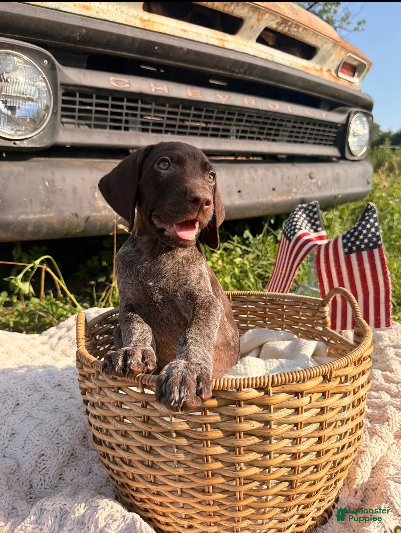 German Shorthaired Pointer dogs Ridge  - Ad 2