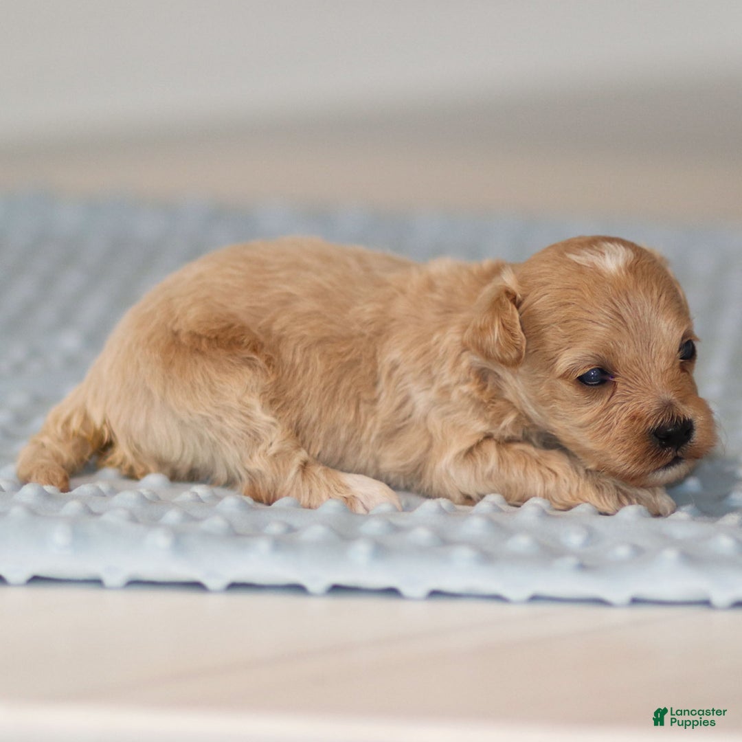 Maltipoo dogs for sale: Tucker - Ad 9