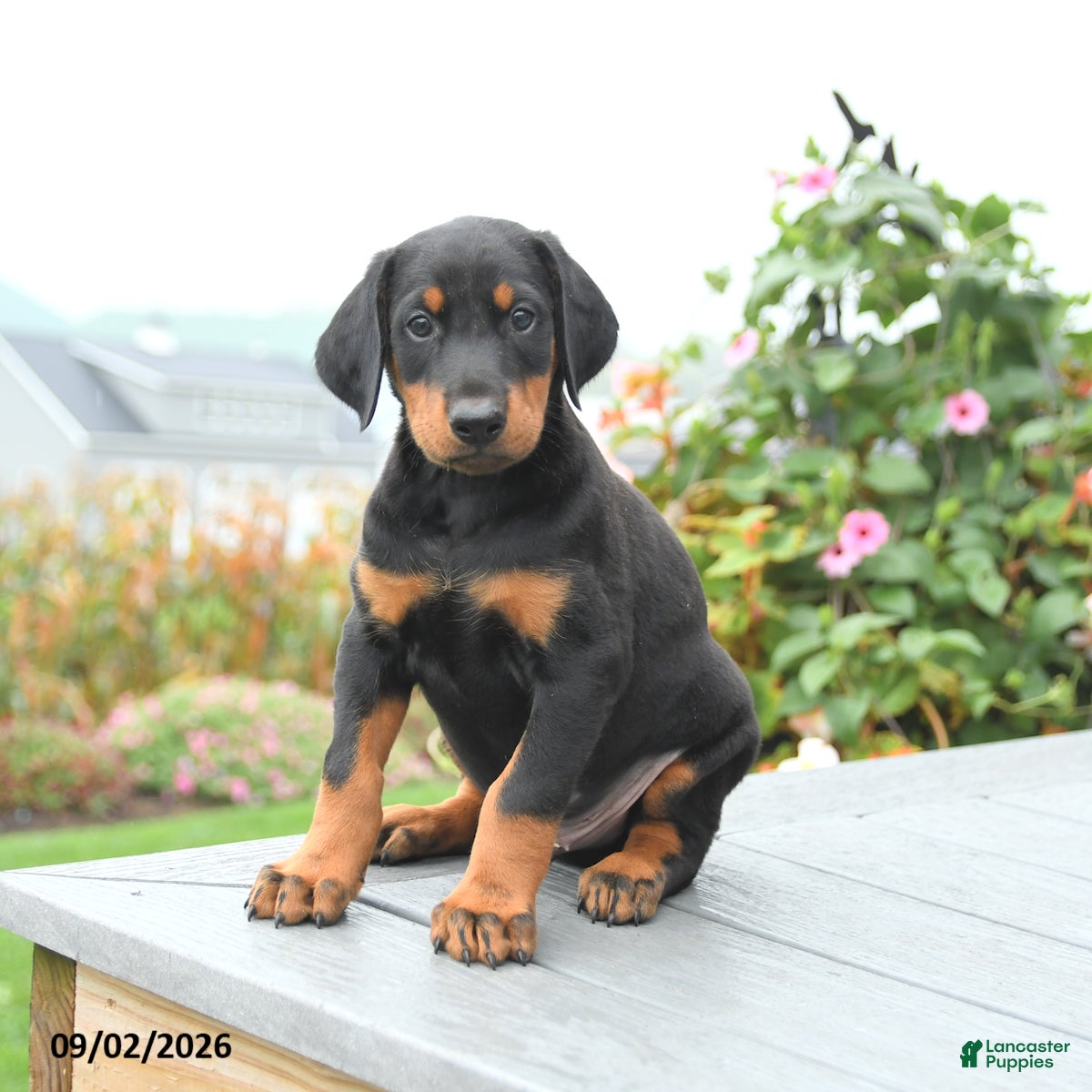 Mixed Breed dogs Freddie - Ad 1