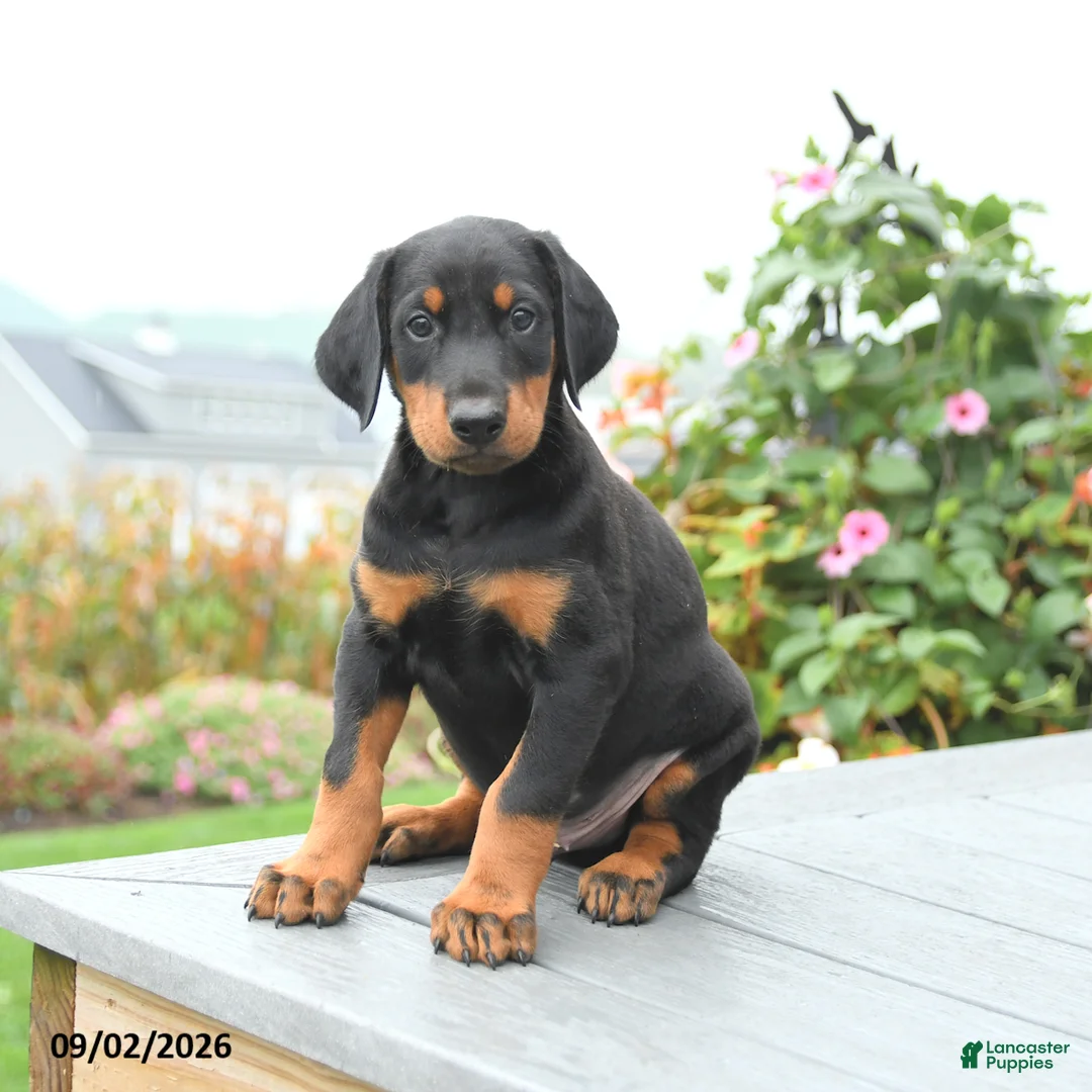 Mixed Breed dogs for sale: Freddie - Ad 1