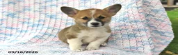 Welsh Corgi Pembroke dogs for sale: Abby - Ad 4