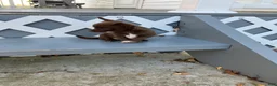 Chihuahua dogs for sale: Tina - Ad 5