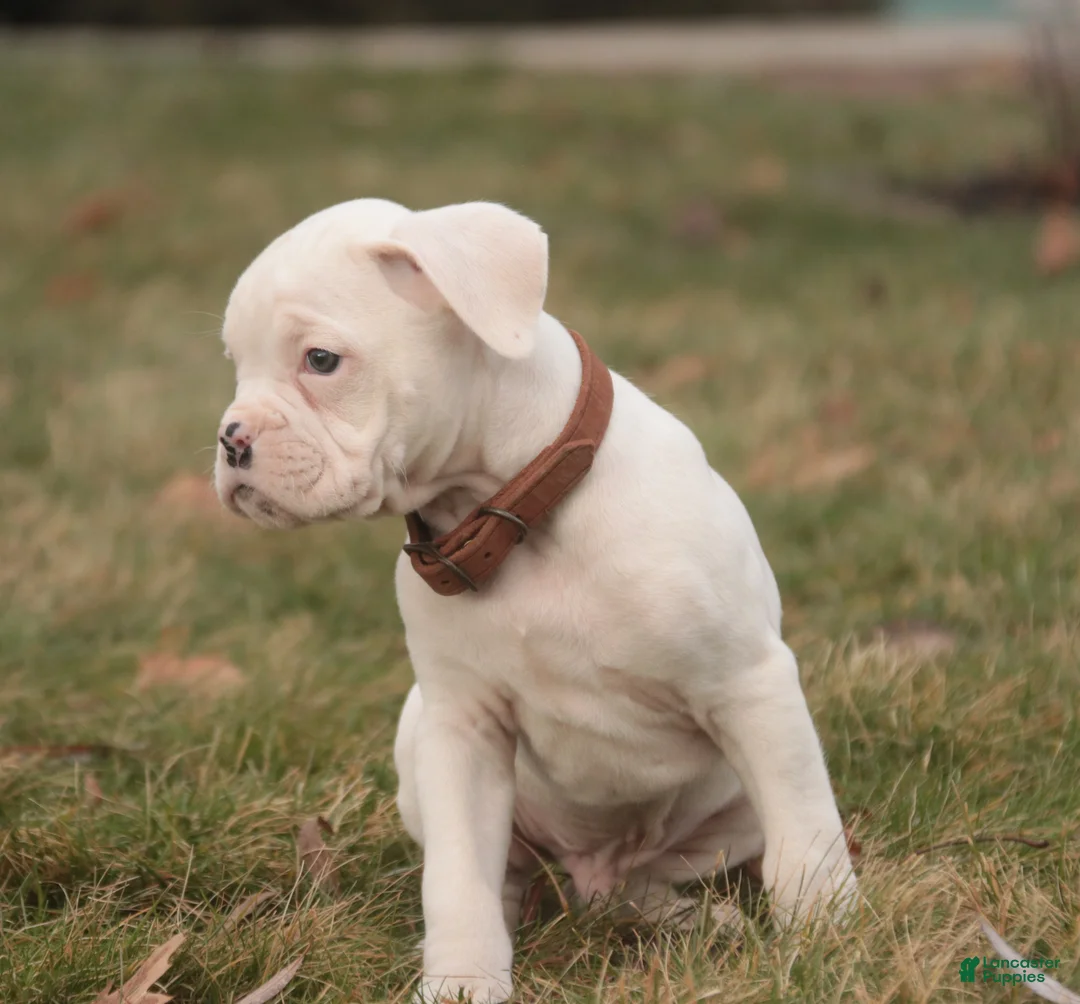 Boxer dogs for sale: Trey - Ad 6