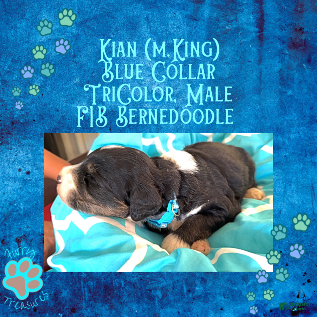 Mini Bernedoodle dogs for sale: Kian “Blue Collar” Male - Ad 16